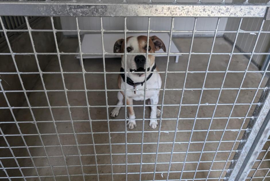 Alerte Découverte Chien croisement  Mâle Vitré France