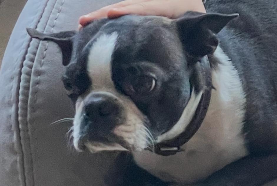 Alerte Disparition Chien  Mâle , 6 ans Saint-Aubin-du-Cormier France