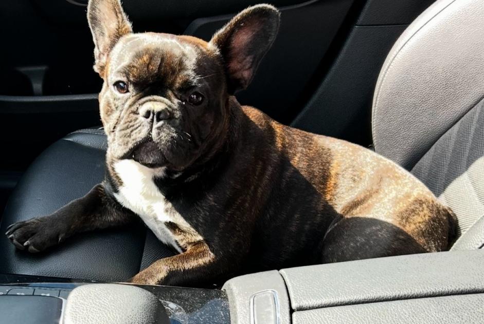 Alerte Disparition Chien Femelle , 1 ans Vignoc France Alerte Disparition Chien Femelle , 1 ans Vignoc France
