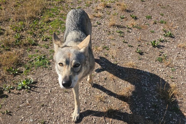 Alerte Découverte Chien Inconnu Saint-Uniac France Alerte Découverte Chien Inconnu Saint-Uniac France