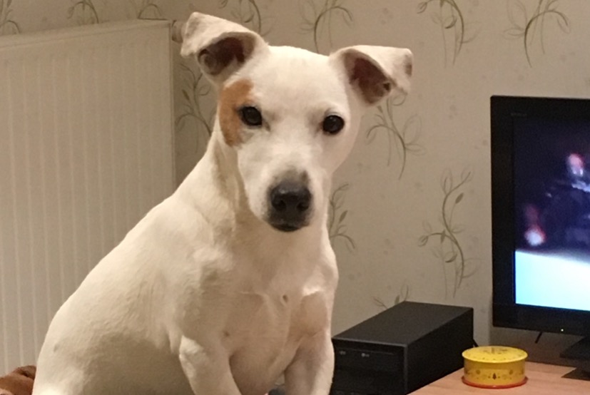 Avviso scomparsa Cane  Maschio , 12 anni Rannée Francia