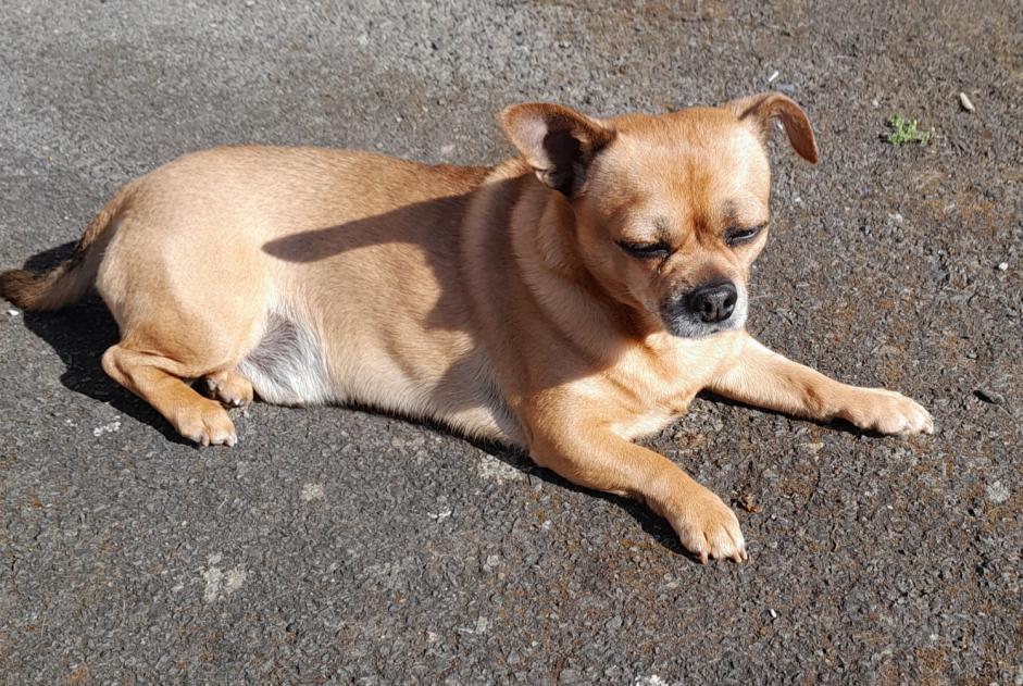 Verdwijningsalarm Hond  Mannetje , 8 jaar Goven Frankrijk